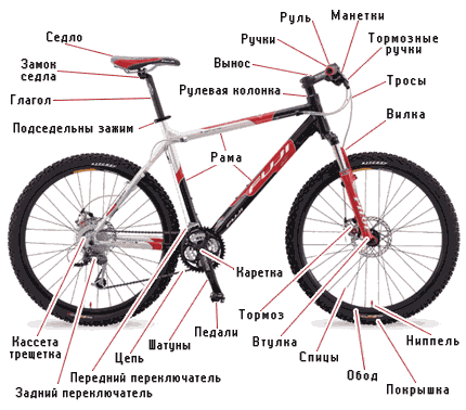http://www.veloonline.com/images/articles/anatomiya.gif