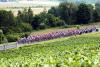 ������
The peloton