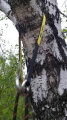 Петля анкерна Petzl TreesBee (Yellow/Black) Petzl TreesBee 2 G040AA01, G040AA00
